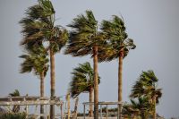 palmeras azotadas por el viento